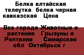 Белка алтайская телеутка, белка черная кавказская › Цена ­ 5 000 - Все города Животные и растения » Грызуны и Рептилии   . Самарская обл.,Октябрьск г.